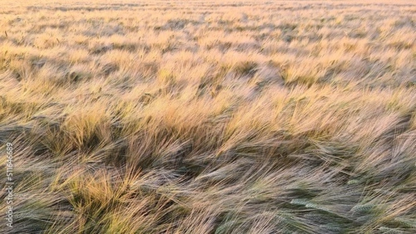 Obraz field of wheat