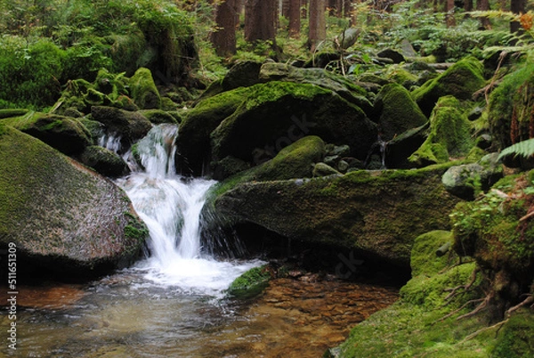 Obraz Strumyk w lesie