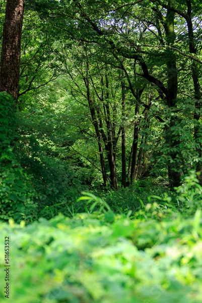 Fototapeta 森林