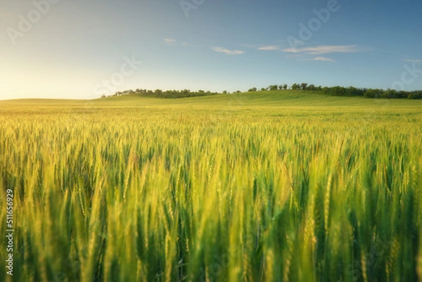 Fototapeta Meadow of wheat on sundown.