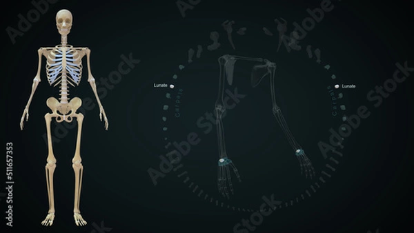 Fototapeta The lunate bone (semilunar bone) is a carpal bone in the human hand 3d illustration
