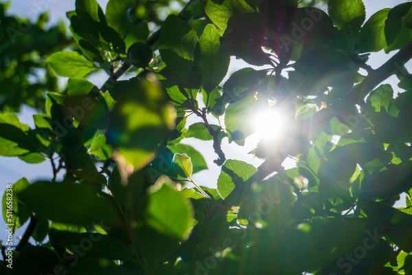 Obraz 初夏の木漏れ日
