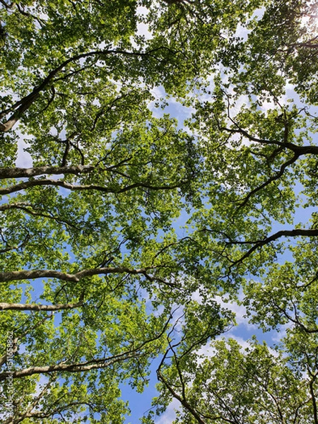 Obraz British nature