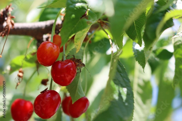 Fototapeta Brown Marmorated shield bug on red cherry fruits on branches. Halyomorpha halys insect in the orchard