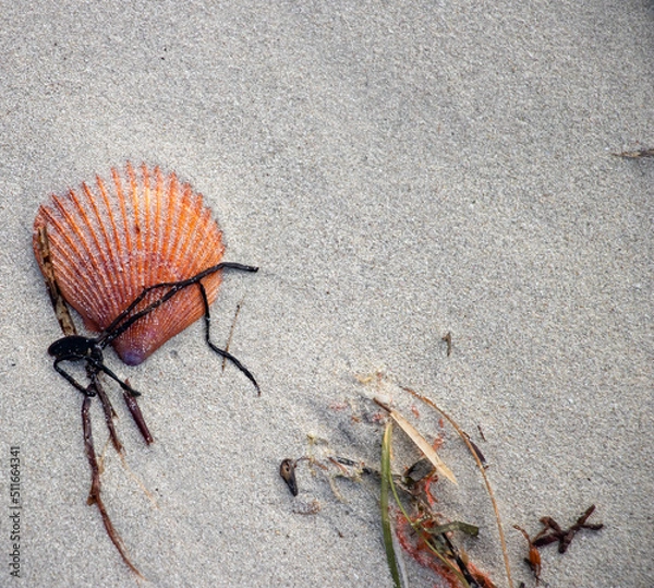 Obraz Fan Shell and coral