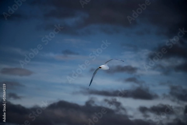 Obraz Seagull in the storm