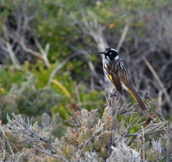 Obraz black capped kingfisher