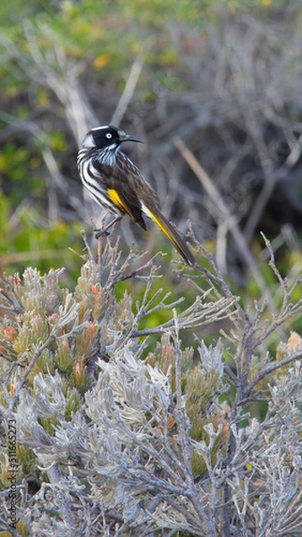Obraz black capped kingfisher