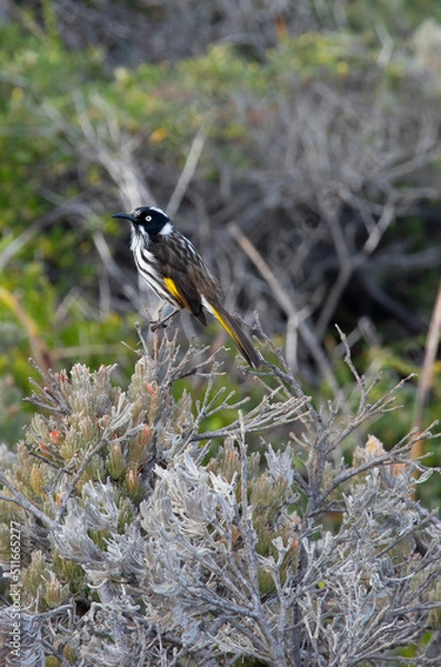 Obraz black capped kingfisher