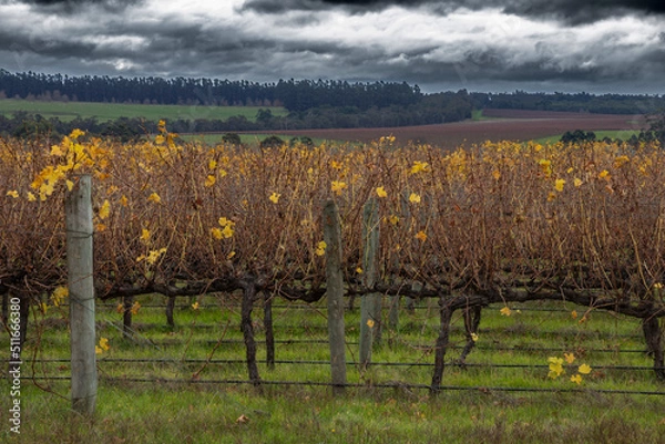 Obraz Winery in Western Australia