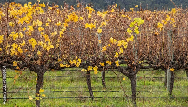 Obraz Grape Tree - Winery