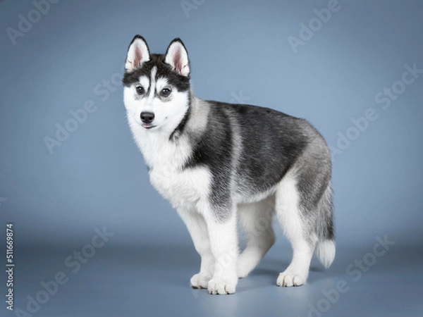 Fototapeta Siberian husky puppy standing in a photo studio