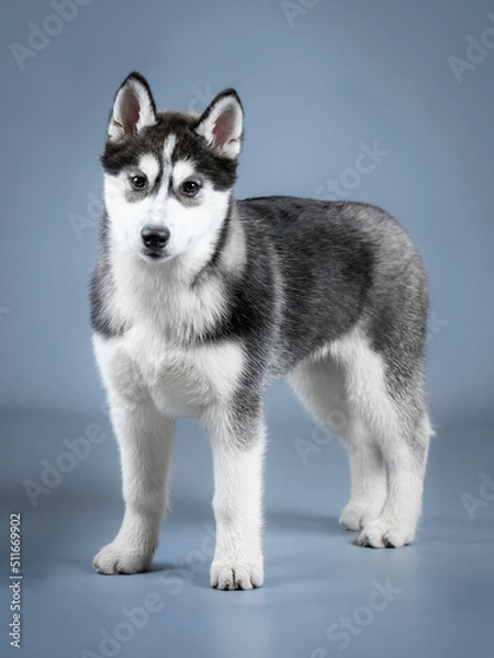 Fototapeta Siberian husky puppy standing in a photo studio