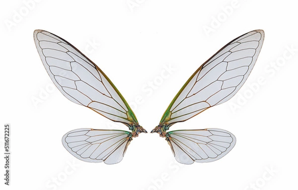 Obraz cicada insect wings isolated on a white