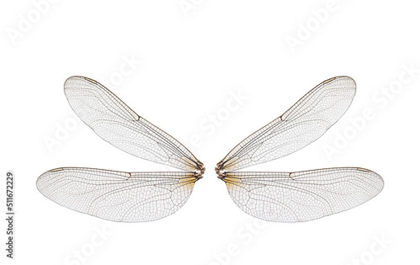 Obraz dragonfly insect wings on a white background,isolated