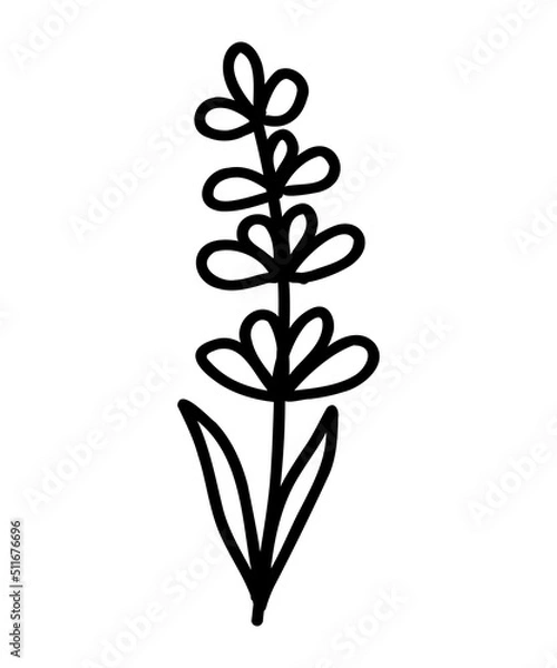 Obraz Lavender Flower icon. Trendy contour vector illustration of flower for web sites and mobile applications. Botanical logo outline drawing. Thin line doodle style.