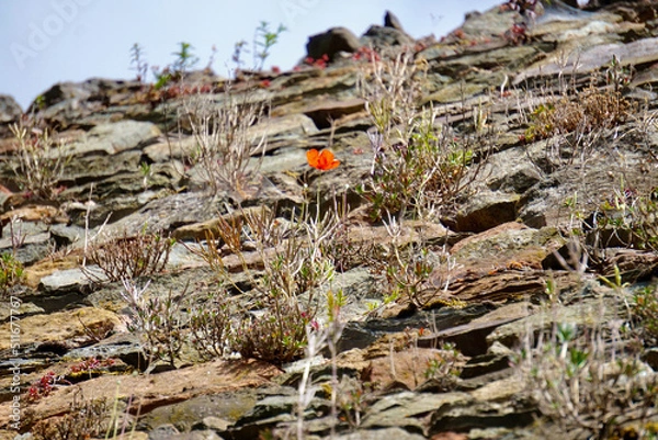 Obraz Mohnblume an Steinmauer