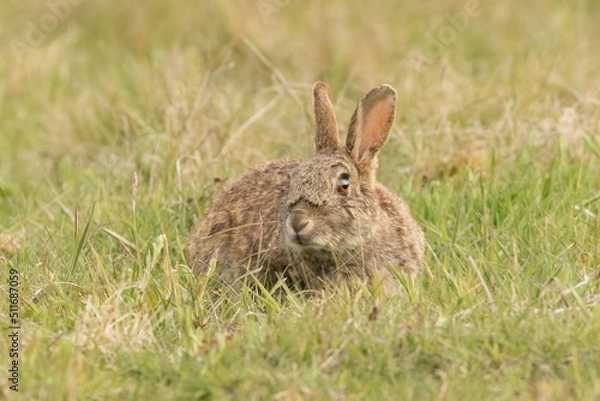 Obraz Rabbit (Oryctolagus cuniculus)