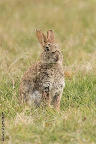 Obraz Rabbit (Oryctolagus cuniculus)