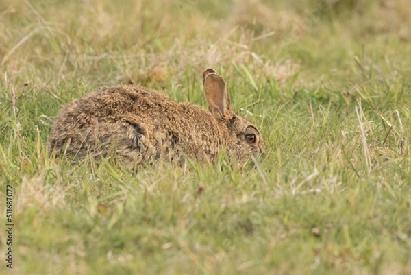 Obraz Rabbit (Oryctolagus cuniculus)