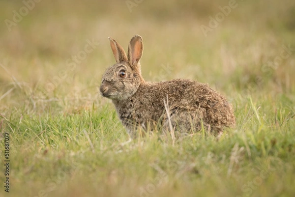 Fototapeta Rabbit (Oryctolagus cuniculus)