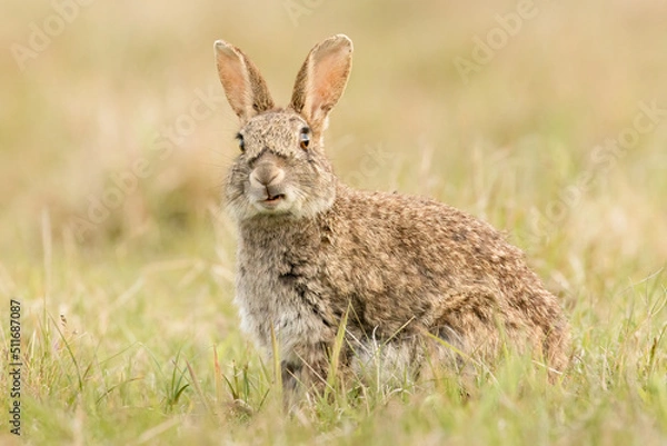 Obraz Rabbit (Oryctolagus cuniculus)