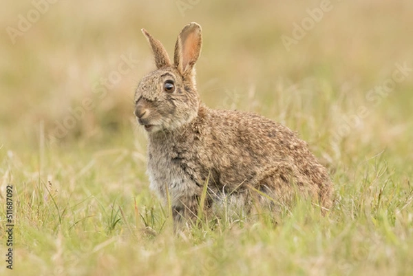 Obraz Rabbit (Oryctolagus cuniculus)