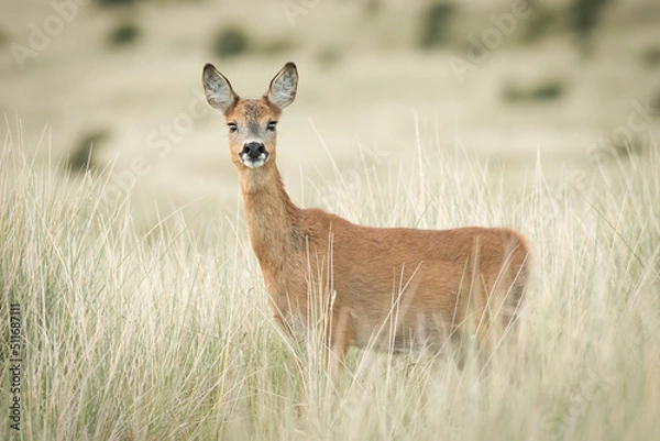 Obraz Roe Deer (Capreolus capreolus)