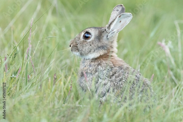 Obraz Rabbit (Oryctolagus cuniculus)
