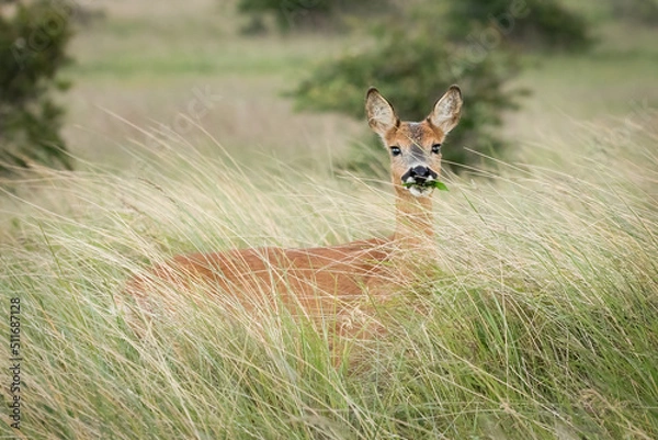 Obraz Roe Deer (Capreolus capreolus)