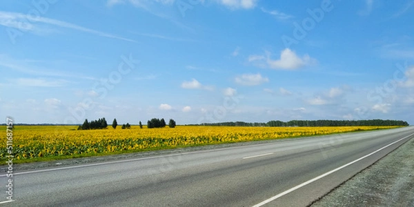 Obraz A field of yellow sunflowers next to a two-lane asphalt road against a blue sky and clouds