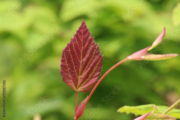 Obraz 初夏の緑をバックに、シモツケの一枚の赤い葉と若芽のアップ。
