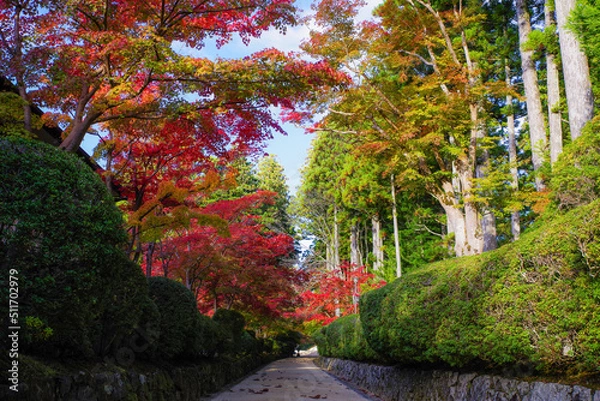 Obraz 高野山（和歌山県伊都郡高野町）の紅葉
