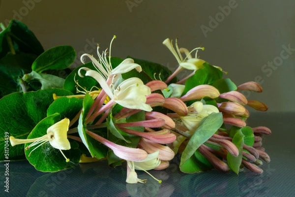 Fototapeta Blackenning rowanberry with reflection on black background.