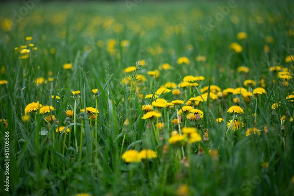 Fototapeta Dandelion Patch