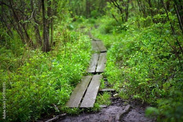 Obraz Overgrown Path