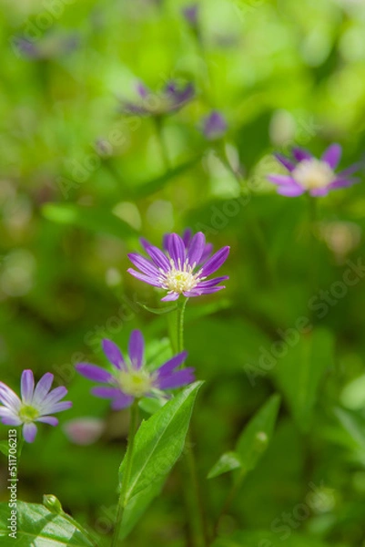 Obraz 花の寺子安地蔵寺（和歌山県橋本市）の花々