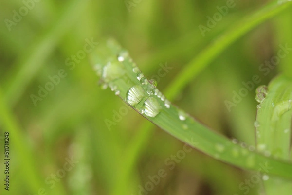 Obraz たくさんのヒメシバの葉の中の一枚の、様々な雨粒のアップ。左上から右下へ葉が伸びている