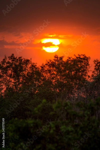 Obraz sunset in the forest