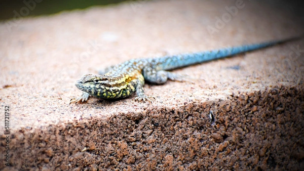 Obraz Lizard Close Up 