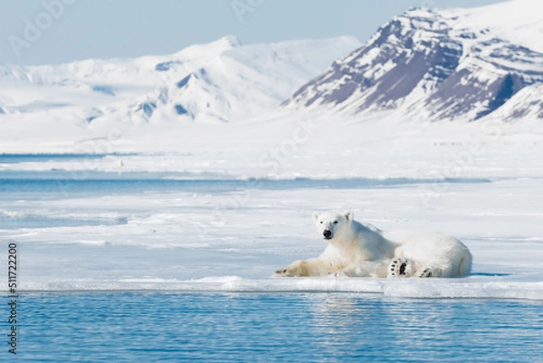 Obraz Shot in Svalbard May 2022
