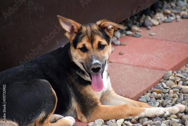 Obraz Shepherd Dog Floppy Ears 