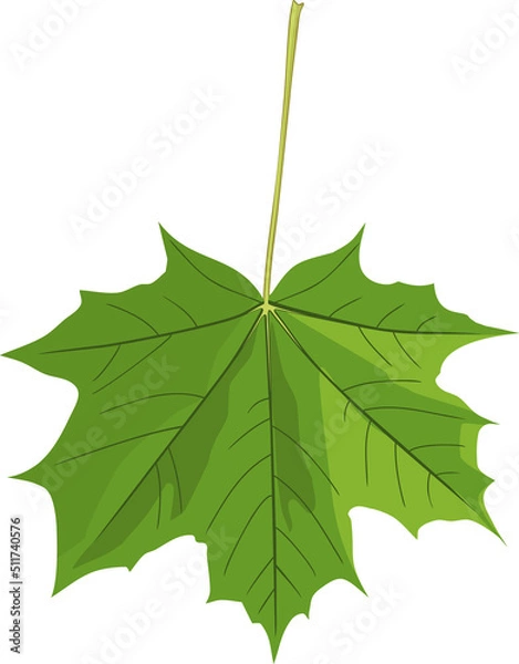 Obraz Green leaf of Norway maple or Acer platanoides isolated on white background