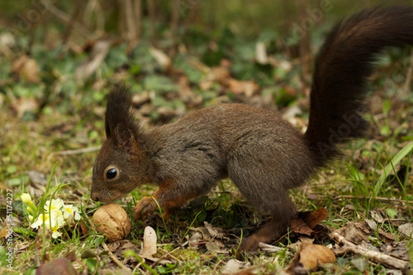 Fototapeta Grey squirrel in the woods eating a walnut