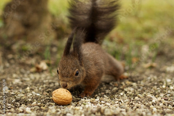 Obraz Brown squirrel and walnut