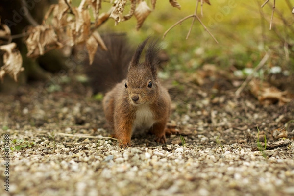 Obraz Brown squirrel in the woods