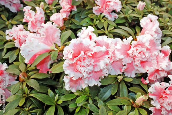 Obraz Azalea in winter