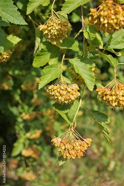 Obraz Physocarpus opulifolius