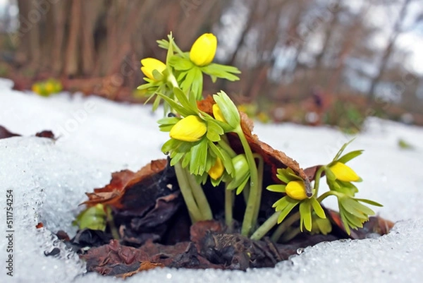 Obraz Winter aconite