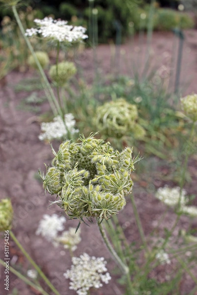 Obraz Daucus carota